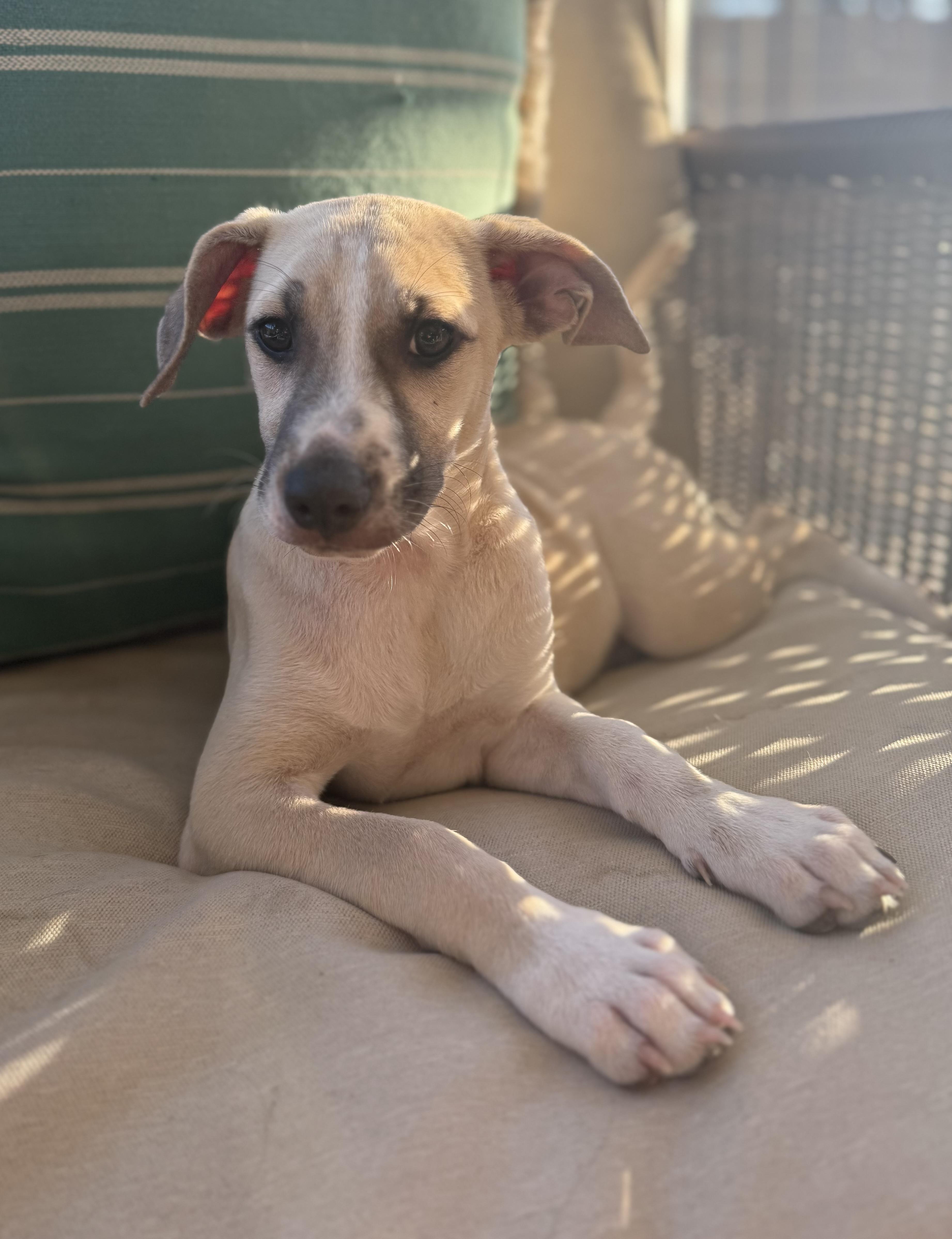 Enlarge Fiona, a ADOPTABLE mixed breed in San Diego, CA image 2/4