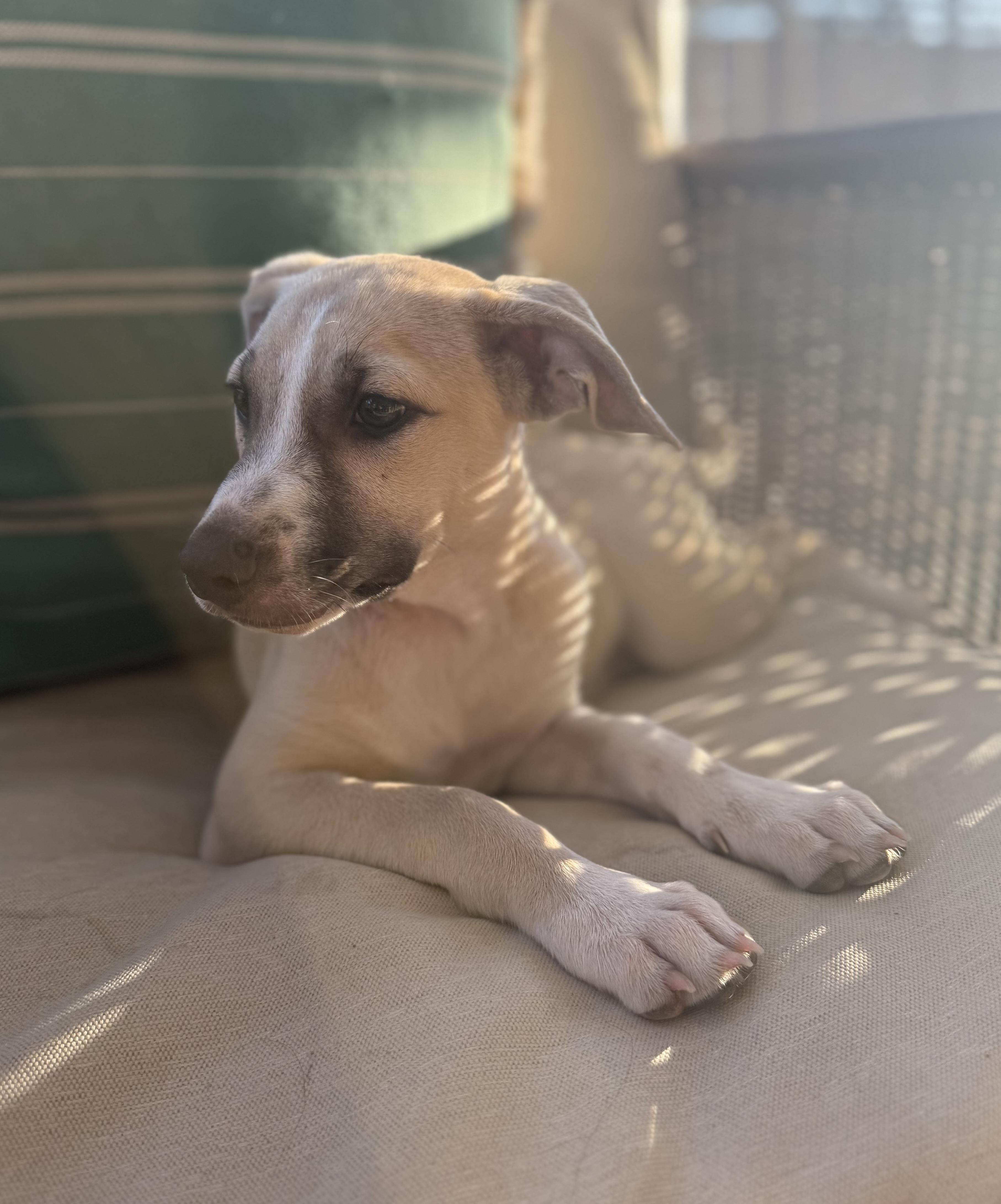 Enlarge Fiona, a ADOPTABLE mixed breed in San Diego, CA image 3/4
