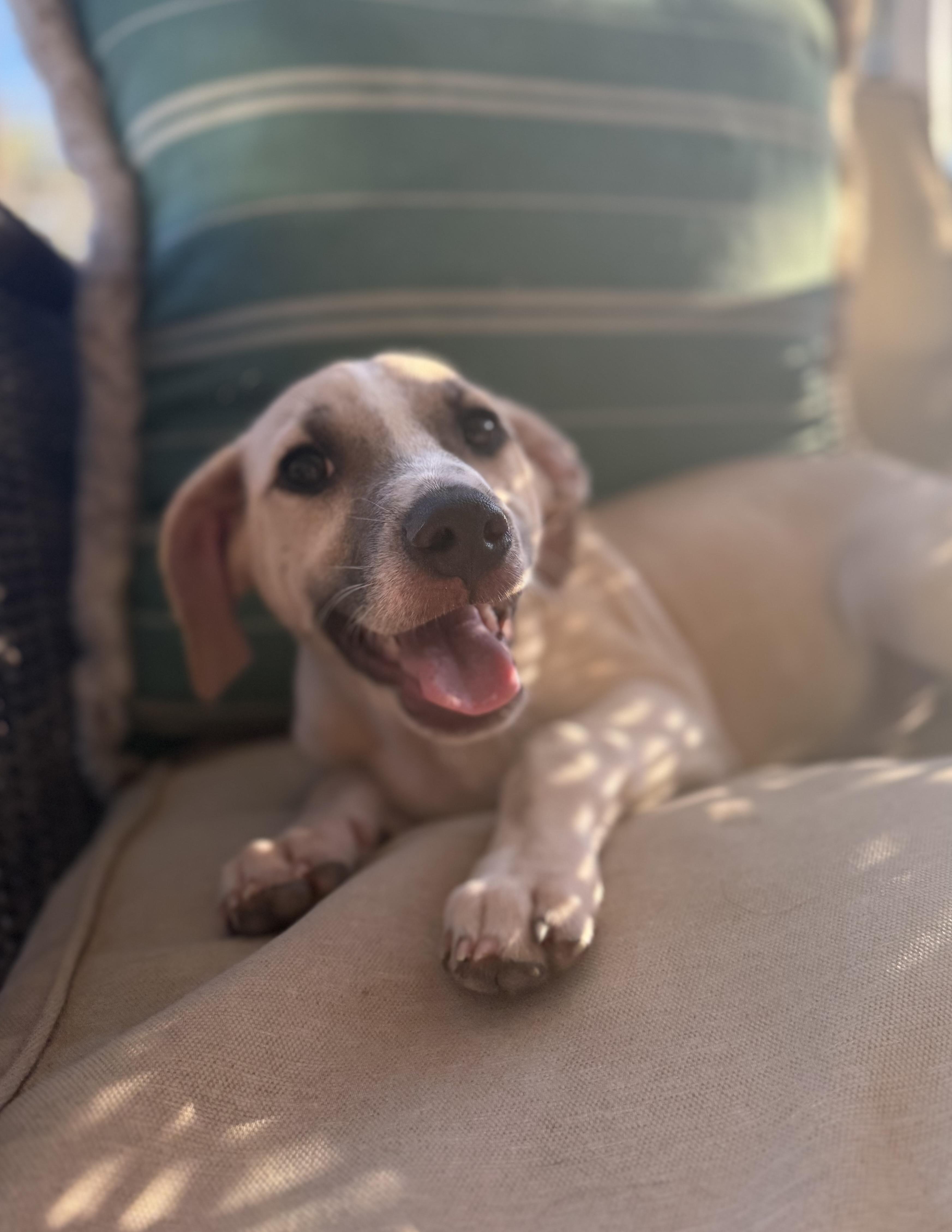 Fiona, ADOPTABLE, Puppy Female Labrador Retriever.