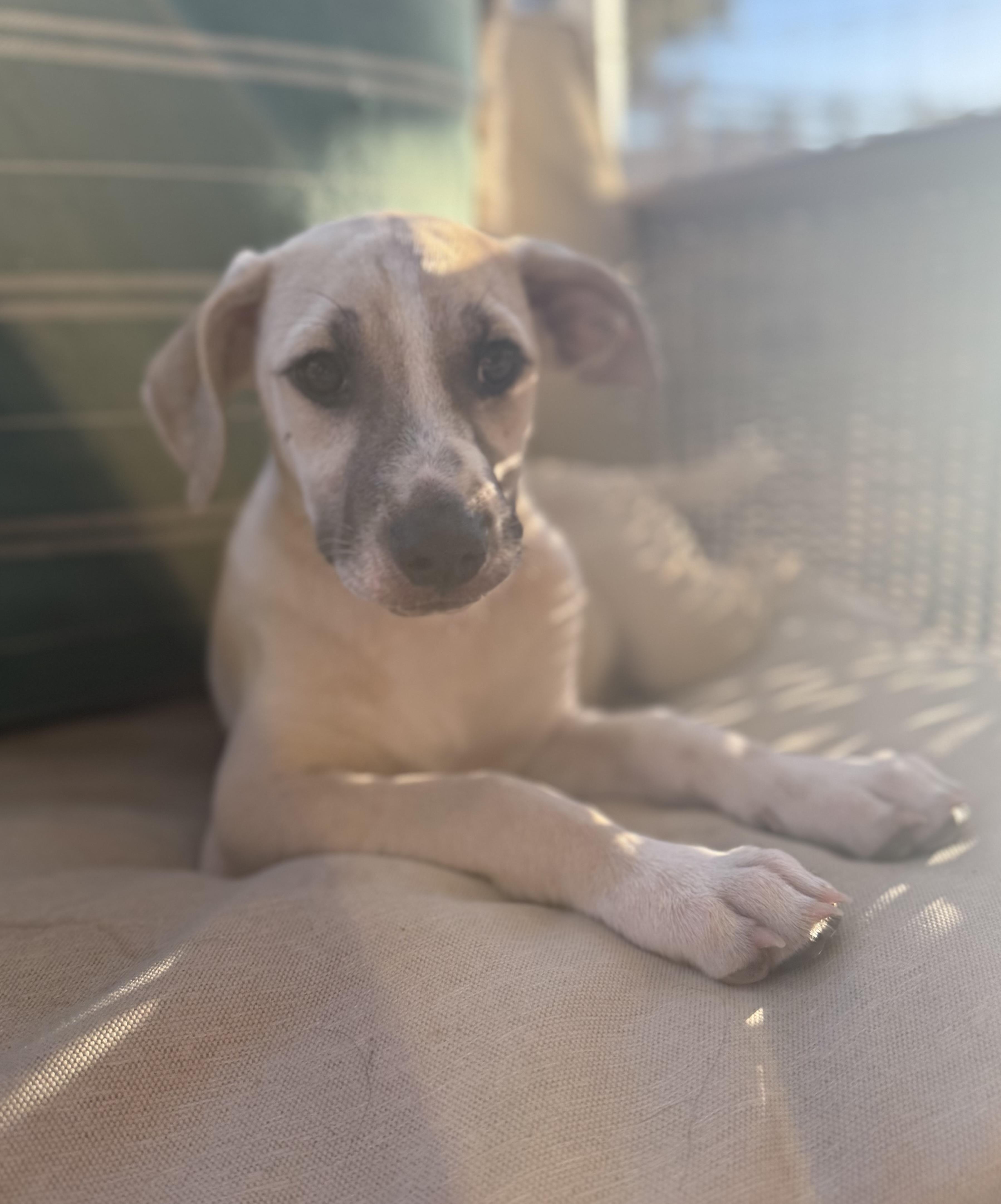 Enlarge Fiona, a ADOPTABLE mixed breed in San Diego, CA image 4/4