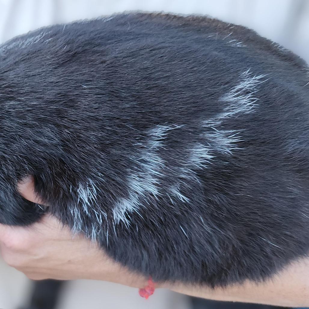 Amadeus, a Adoptable Domestic Short Hair in Williston, FL image 1/4