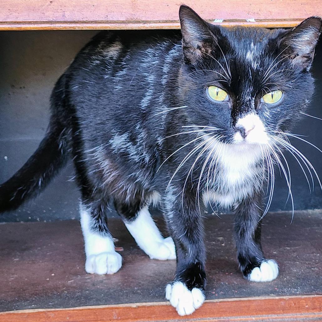 Amadeus, a Adoptable Domestic Short Hair in Williston, FL image 3/4