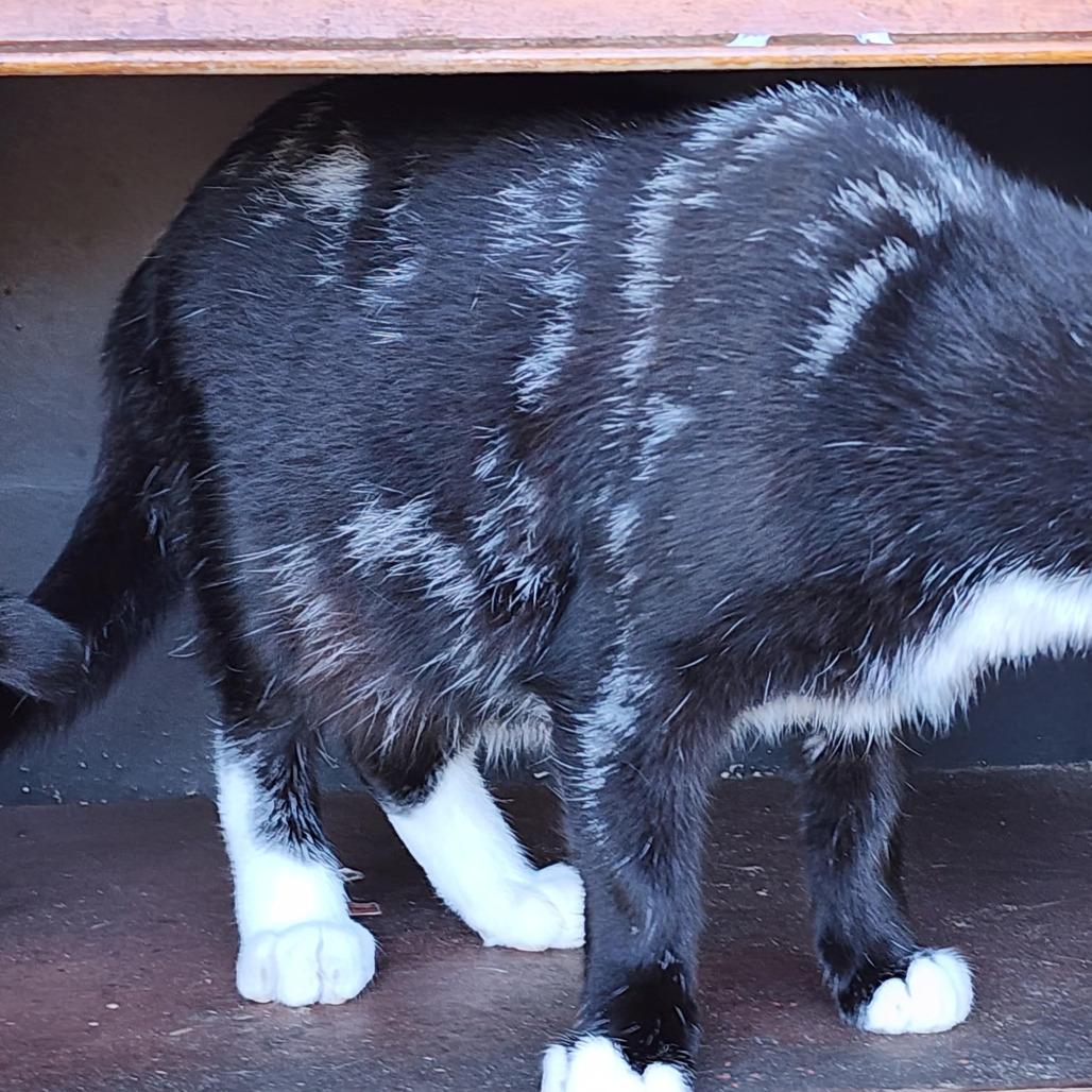 Amadeus, a Adoptable Domestic Short Hair in Williston, FL image 4/4