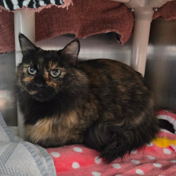 Enlarge Annabelle, a Adoptable Domestic Medium Hair in Buffalo, WY image 1/6