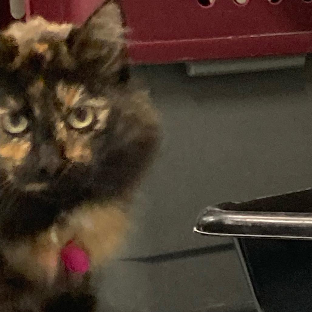 Enlarge Annabelle, a Adoptable Domestic Medium Hair in Buffalo, WY image 2/6