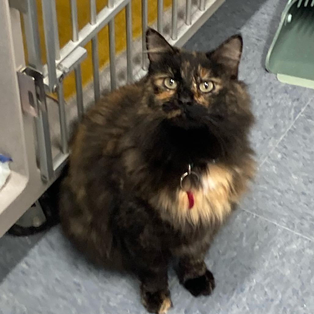 Enlarge Annabelle, a Adoptable Domestic Medium Hair in Buffalo, WY image 4/6