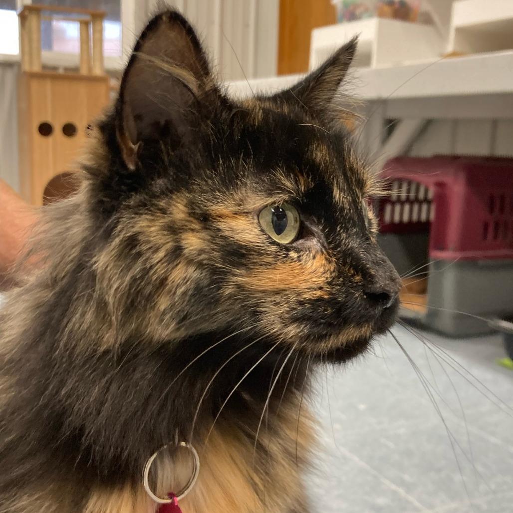 Enlarge Annabelle, a Adoptable Domestic Medium Hair in Buffalo, WY image 5/6