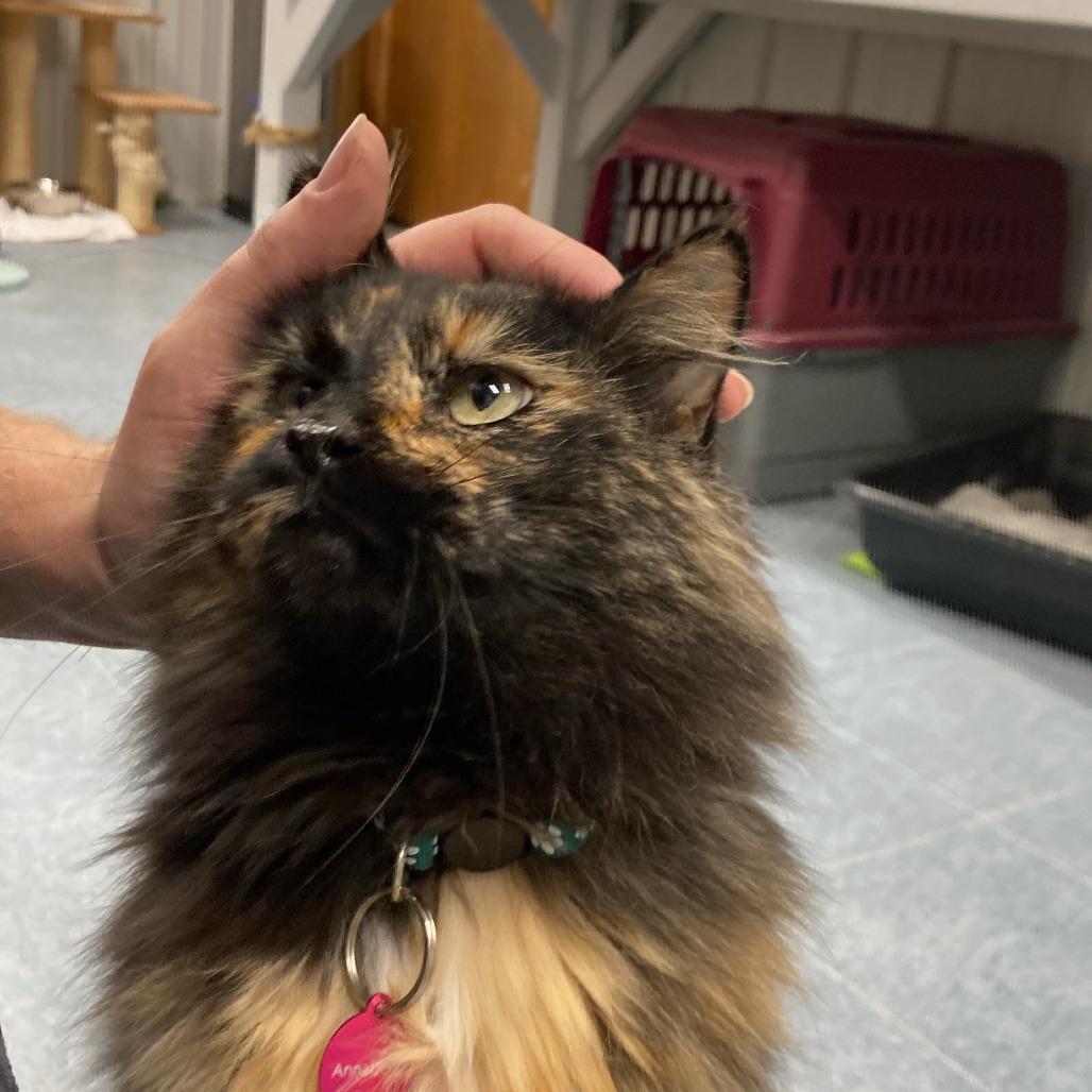 Enlarge Annabelle, a Adoptable Domestic Medium Hair in Buffalo, WY image 6/6