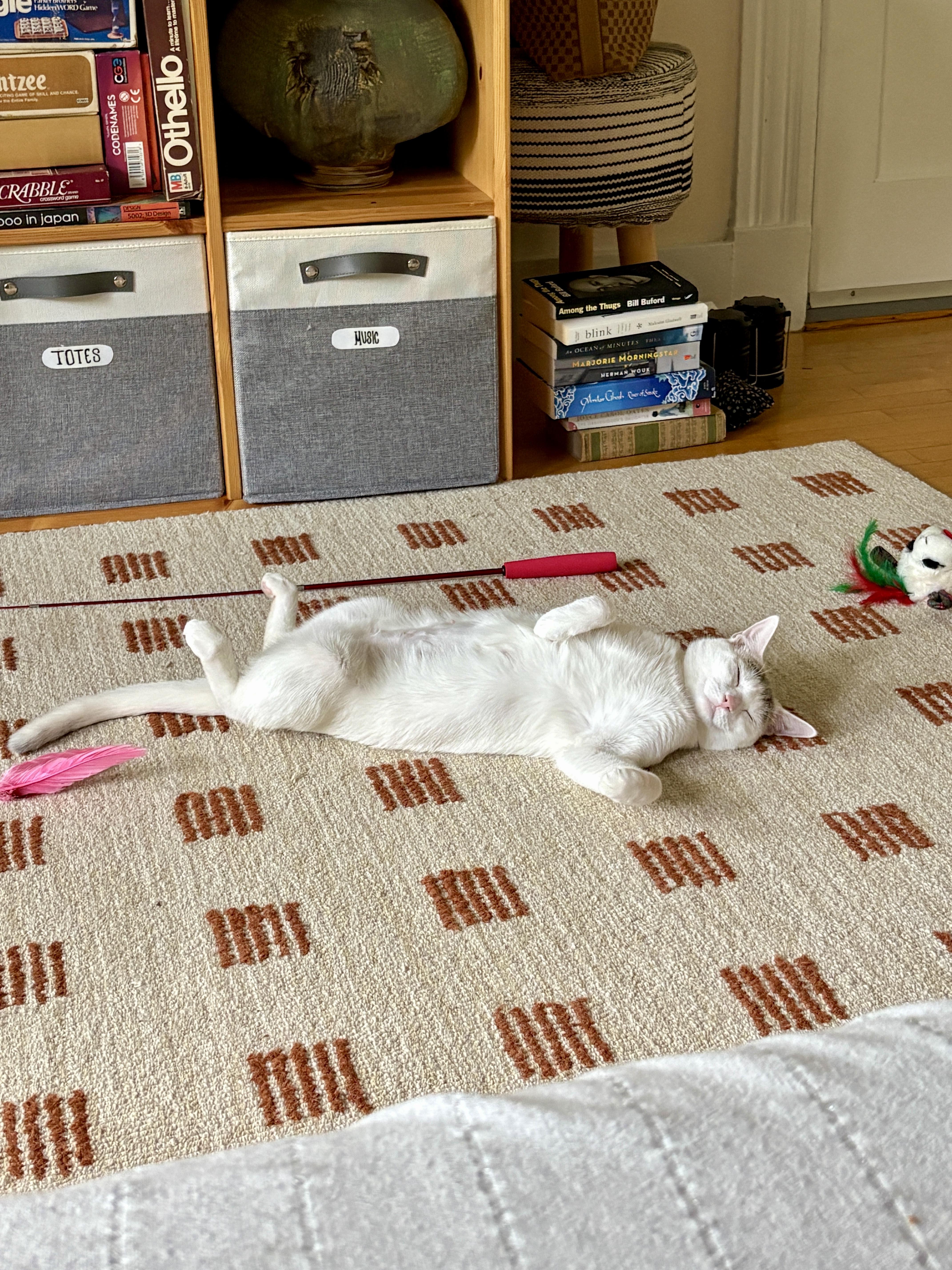 Enlarge Snowy, a Adoptable Domestic Short Hair in Cambridge, MA image 6/6