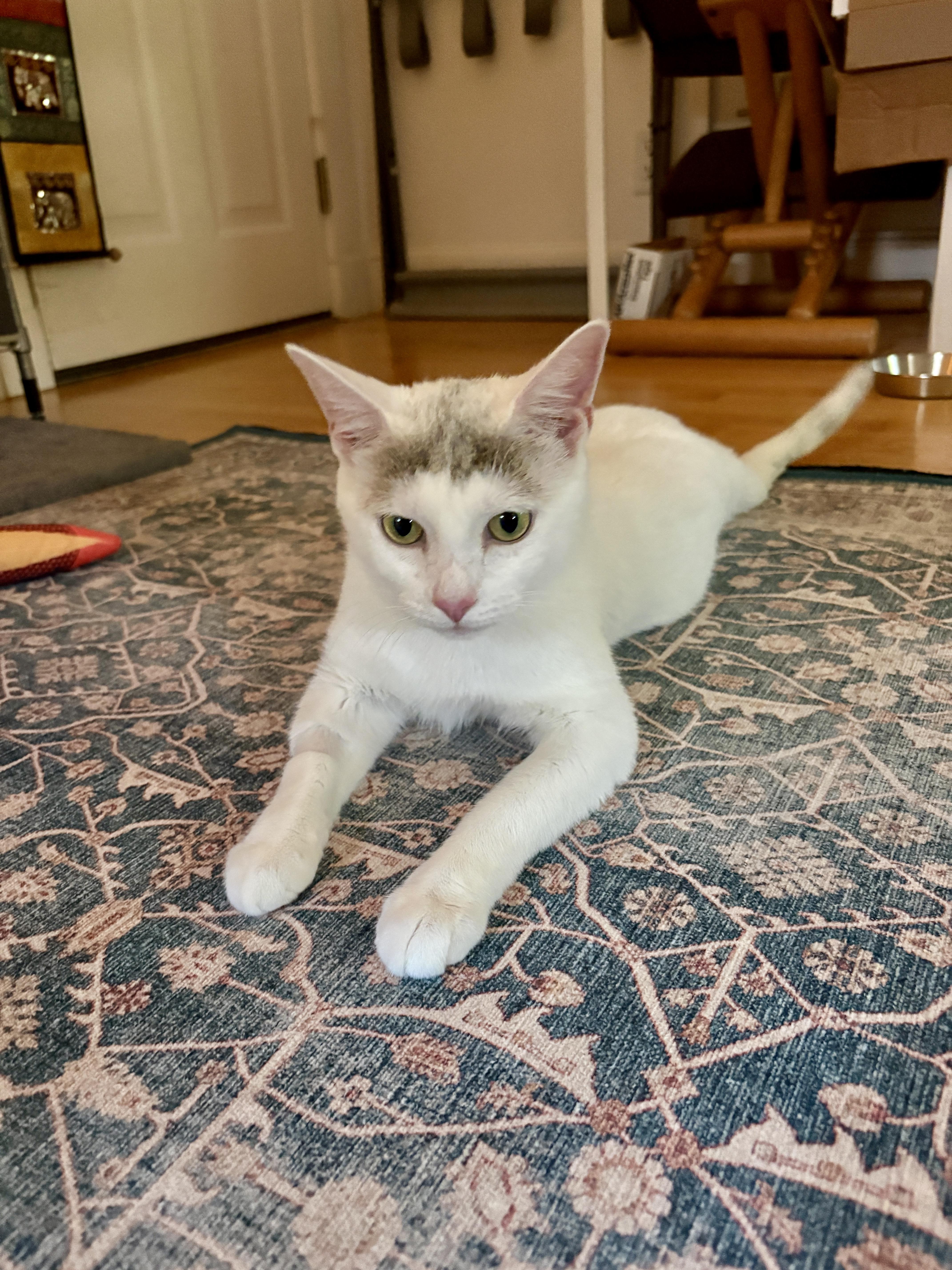 Enlarge Snowy, a Adoptable Domestic Short Hair in Cambridge, MA image 5/6