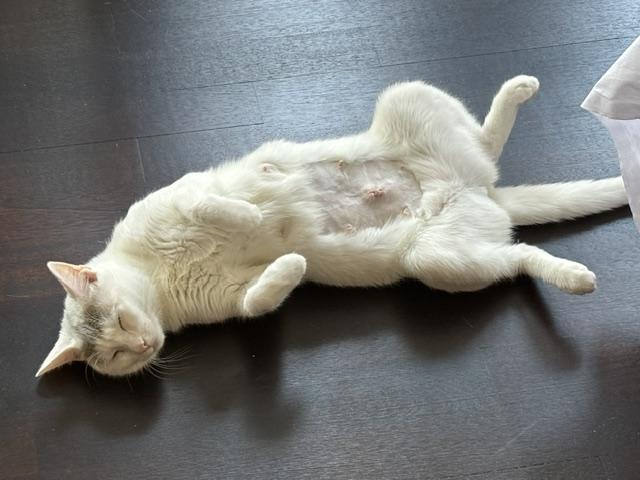 Enlarge Snowy, a Adoptable Domestic Short Hair in Cambridge, MA image 2/6