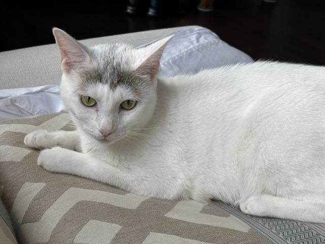 Enlarge Snowy, a Adoptable Domestic Short Hair in Cambridge, MA image 4/6