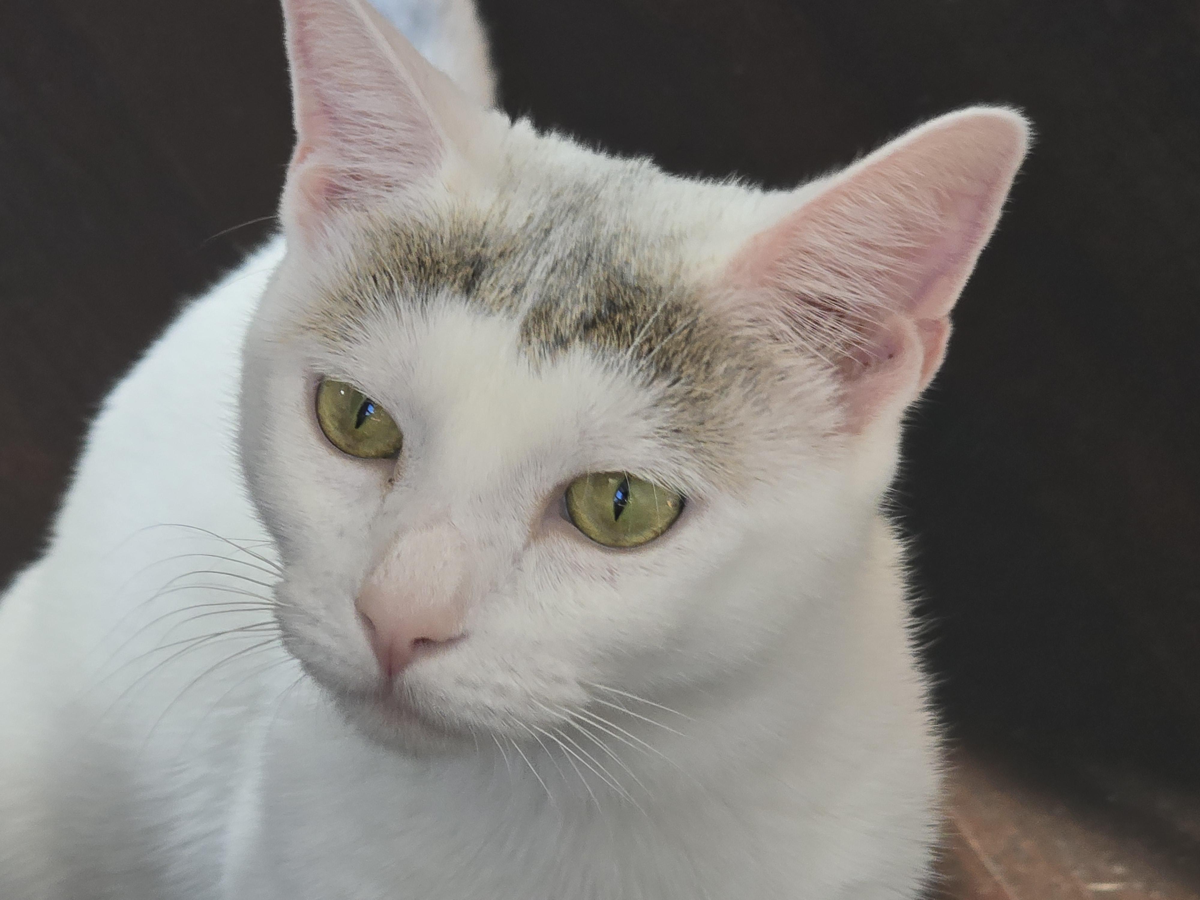 Enlarge Snowy, a Adoptable Domestic Short Hair in Cambridge, MA image 3/6