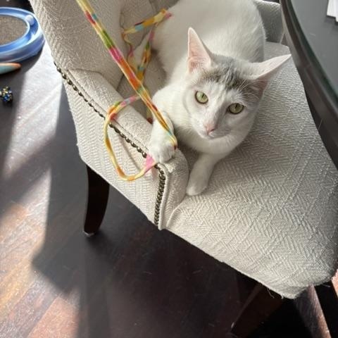 Snowy, Adoptable, Young Female Domestic Short Hair.