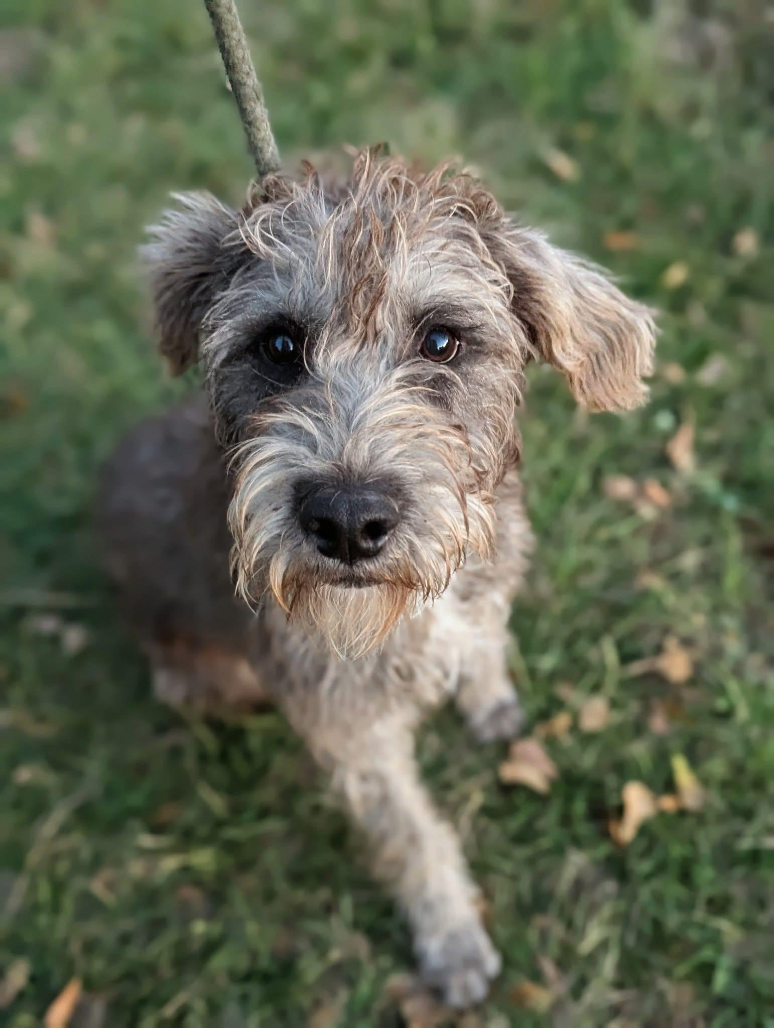 Zuri, an adoptable mixed breed image 1/3