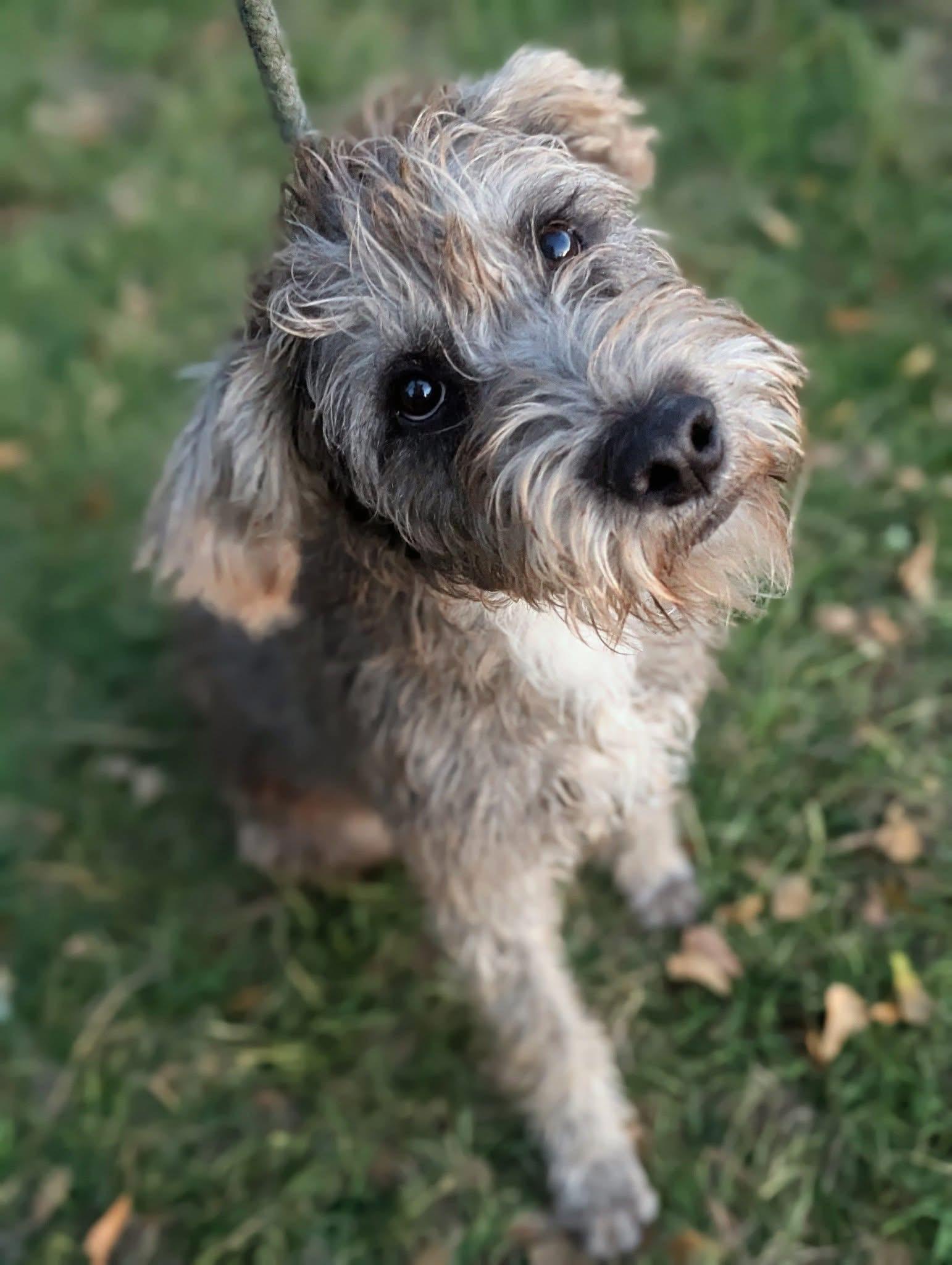 Zuri, an adoptable mixed breed image 2/3