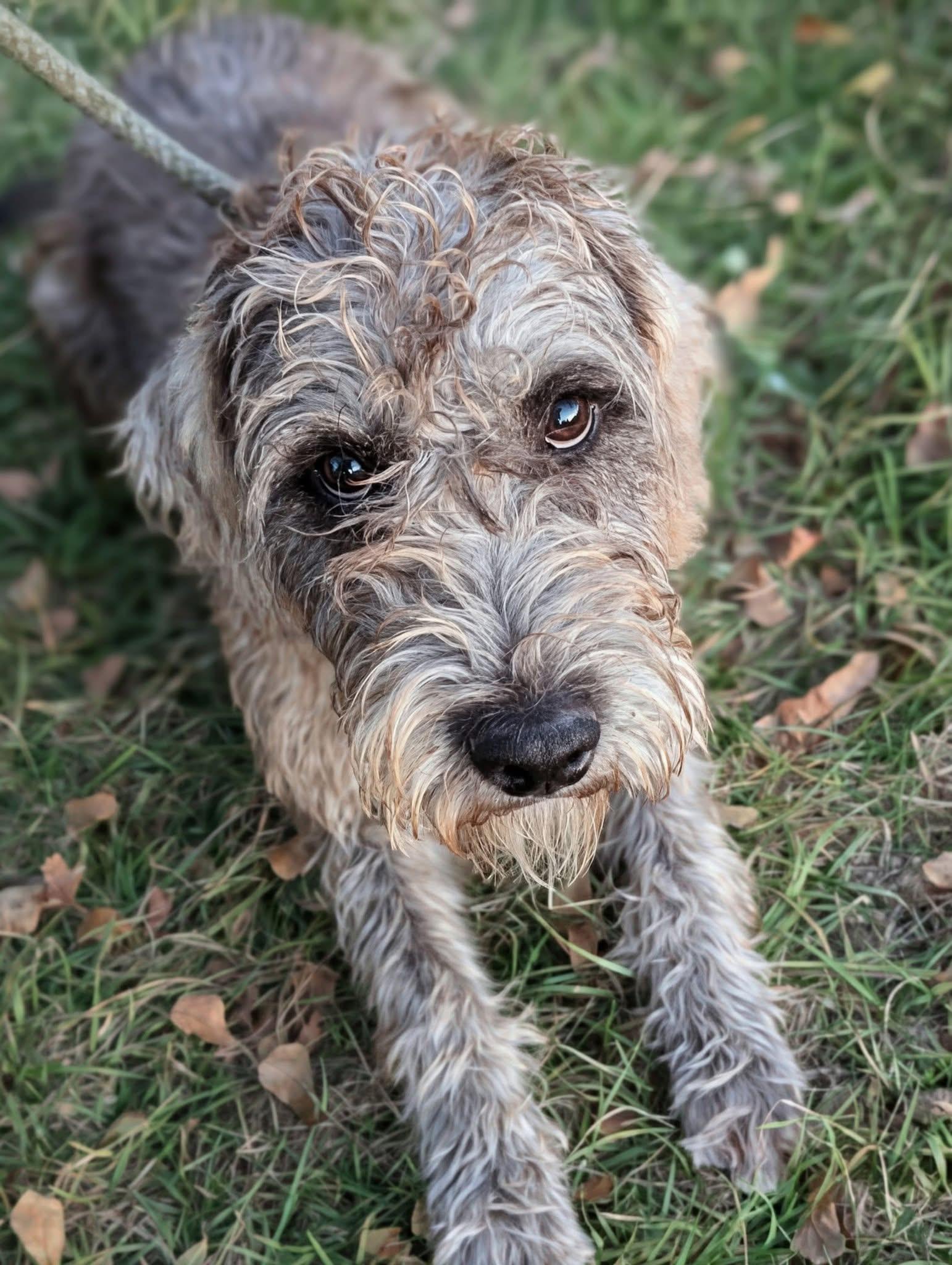 Zuri, an adoptable mixed breed image 3/3