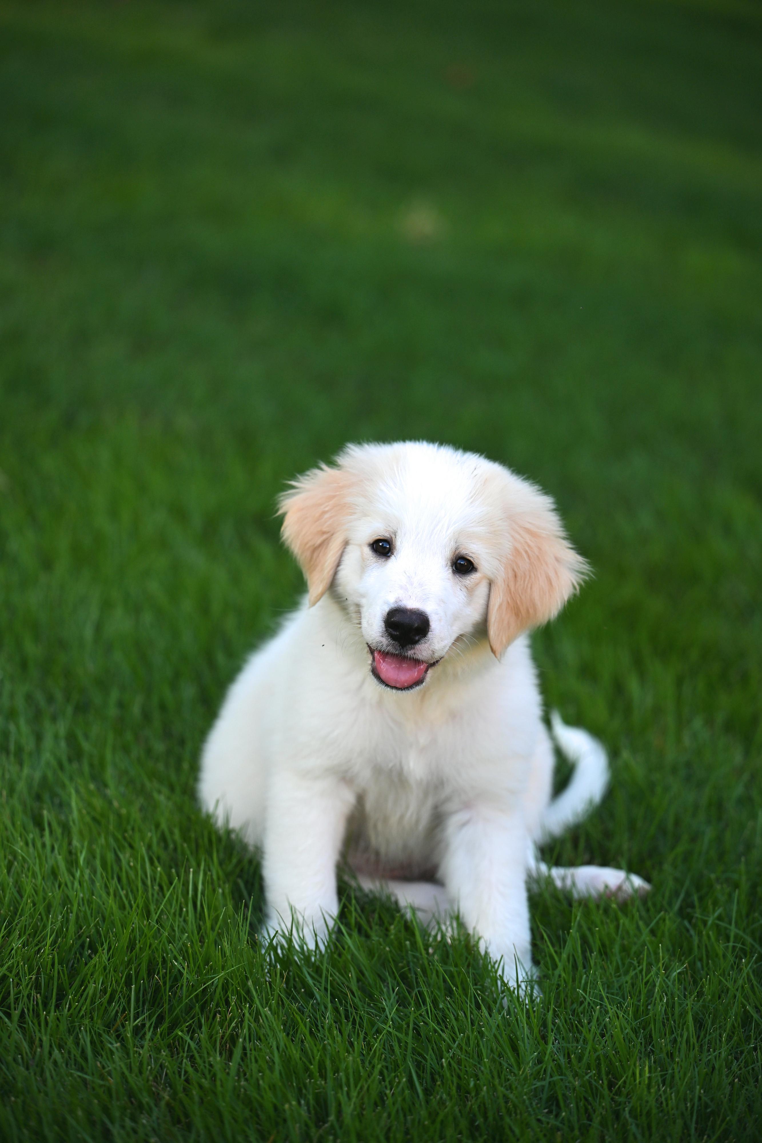 Vandy (Gloria Vanderbilt) Designer Doggos, an adopted Great Pyrenees in Westford, MA image 2/3