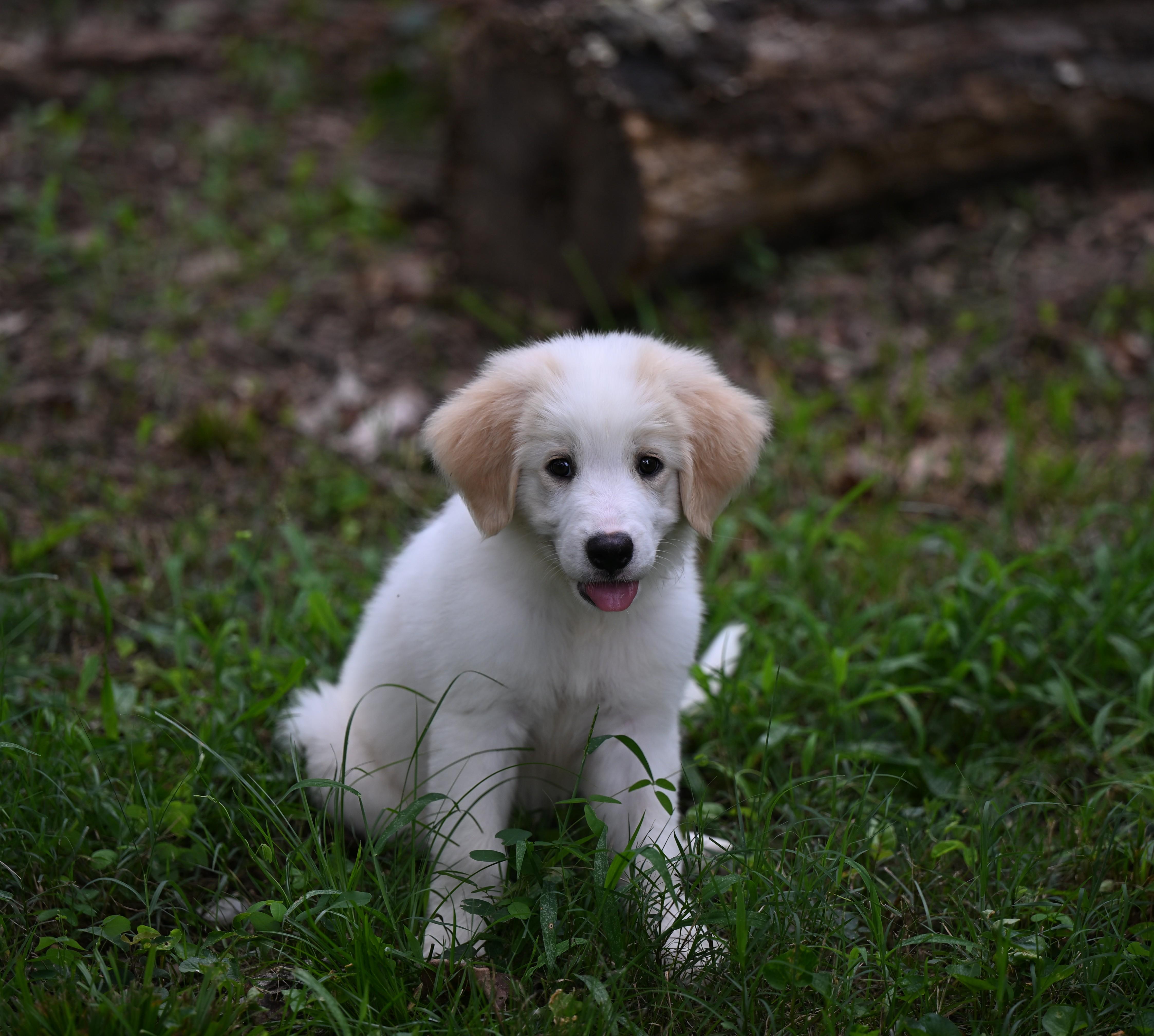Vandy (Gloria Vanderbilt) Designer Doggos, adopted, Puppy Female Great Pyrenees.