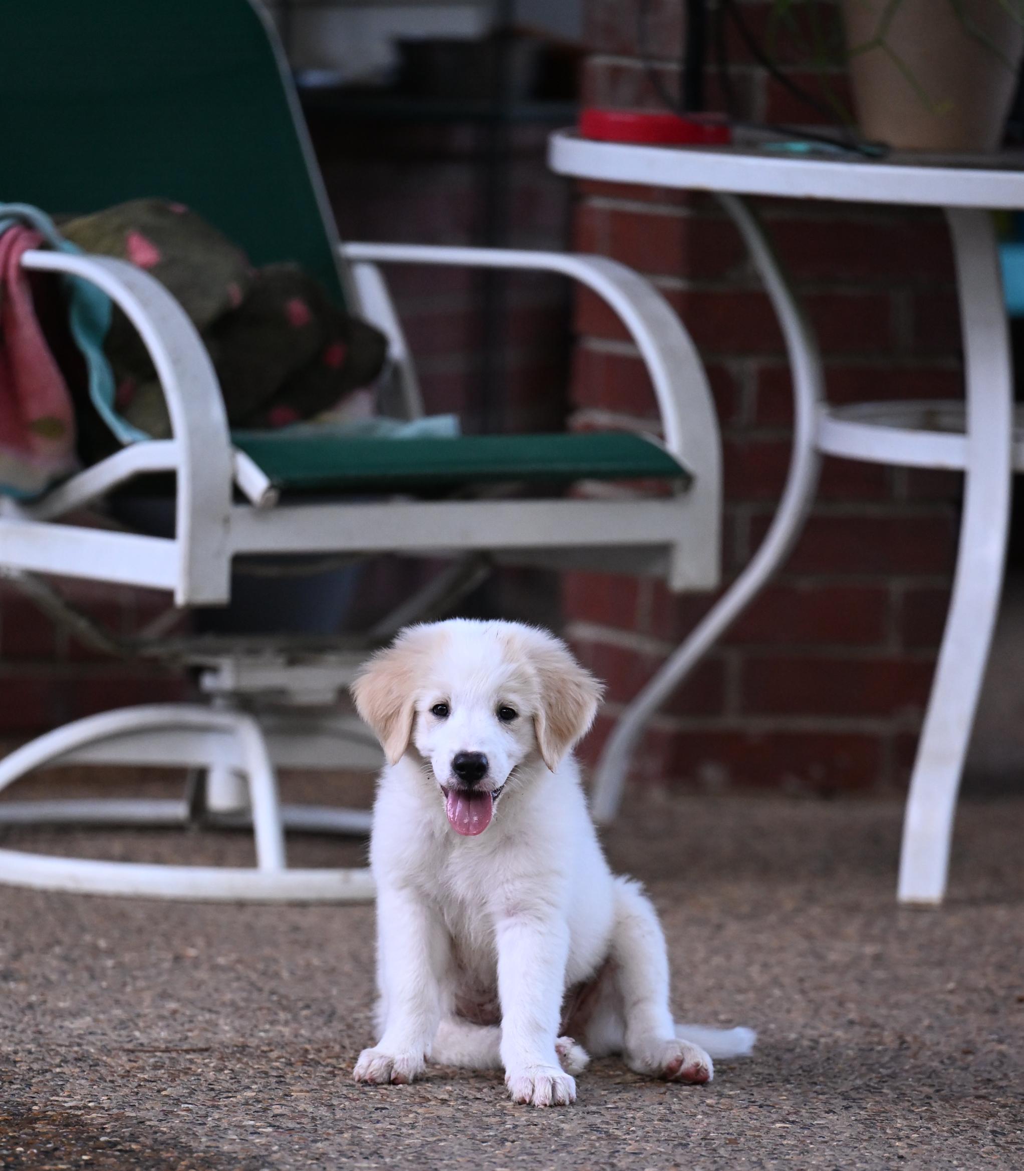 Vandy (Gloria Vanderbilt) Designer Doggos, an adopted Great Pyrenees in Westford, MA image 3/3