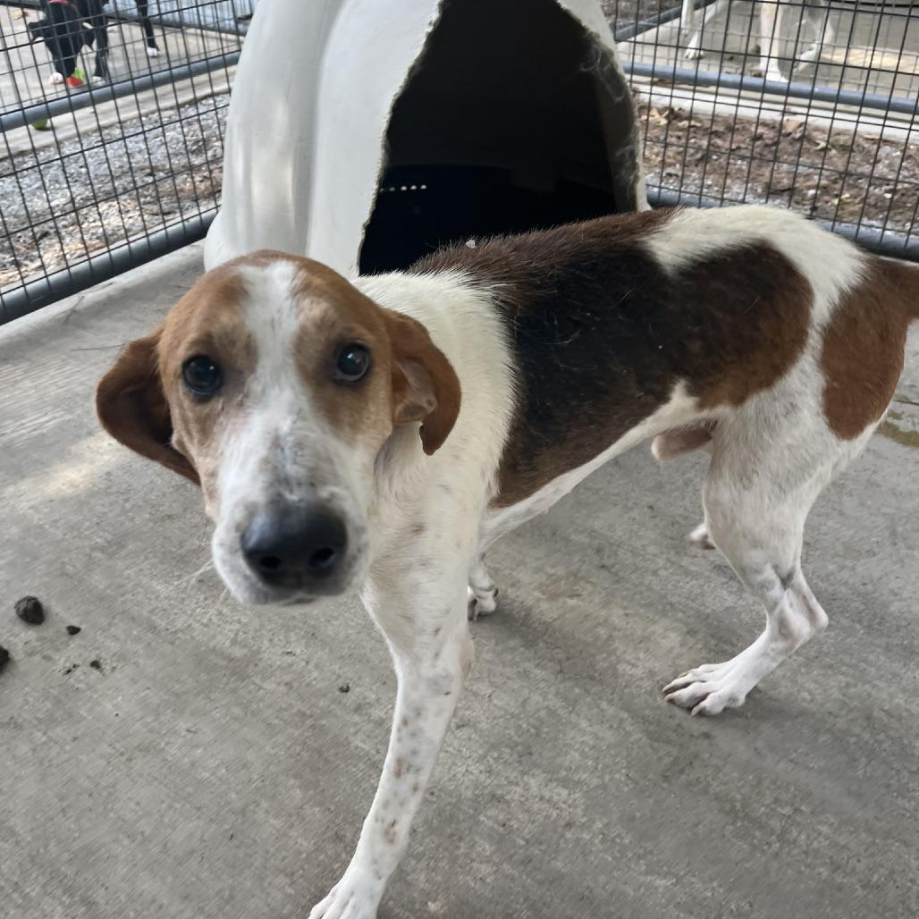 Remmington, a Adoptable mixed breed in Smithfield, NC image 2/4