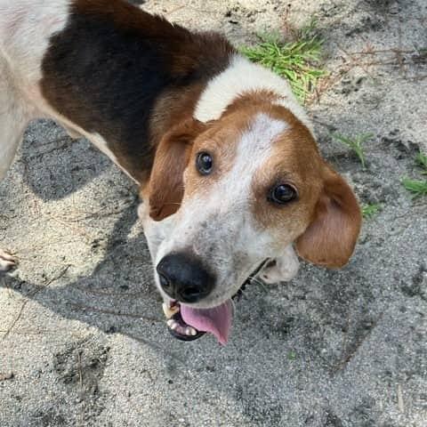 Remmington, a Adoptable mixed breed in Smithfield, NC image 3/4