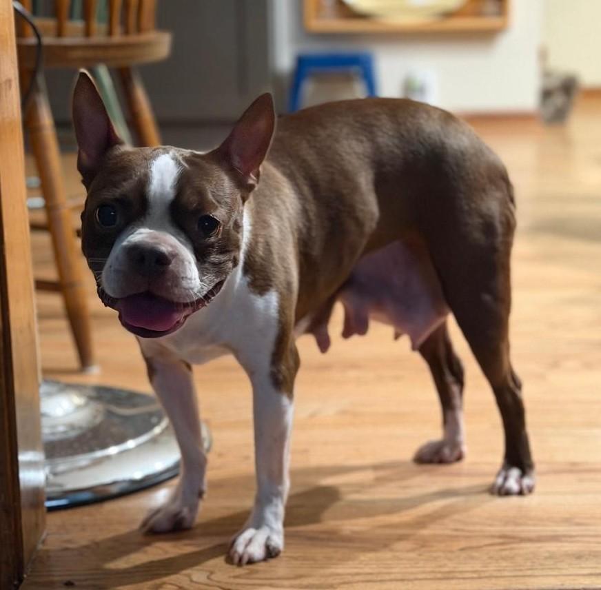 Enlarge Zoe in MO, a Adoptable Boston Terrier in Kansas City, MO image 3/3