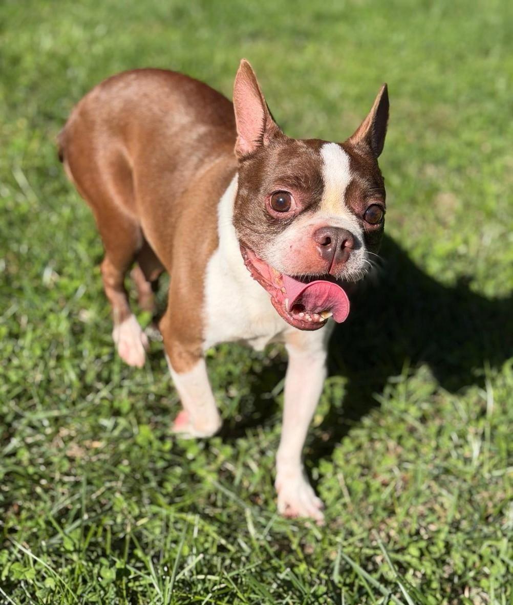 Zoe in MO, Adoptable, Adult Female Boston Terrier.