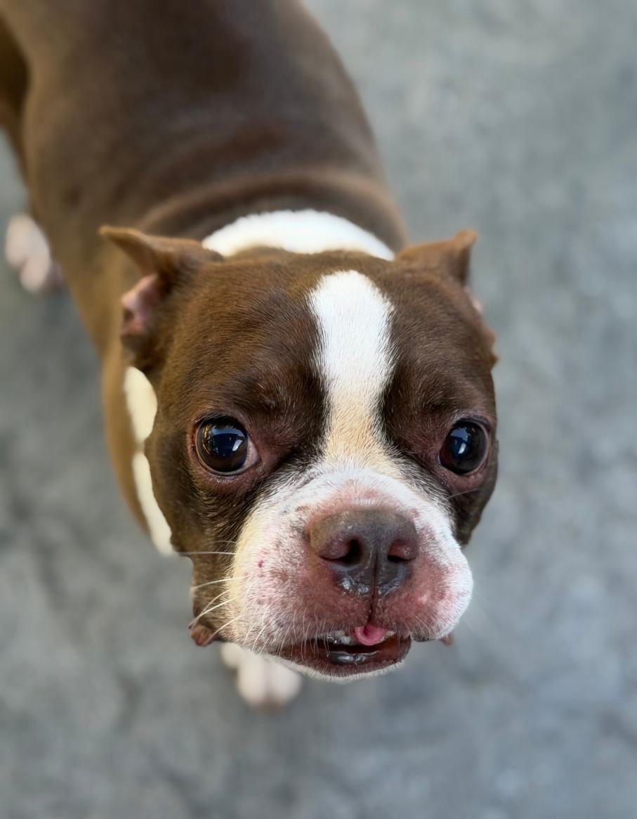 Enlarge Zoe in MO, a Adoptable Boston Terrier in Kansas City, MO image 2/3