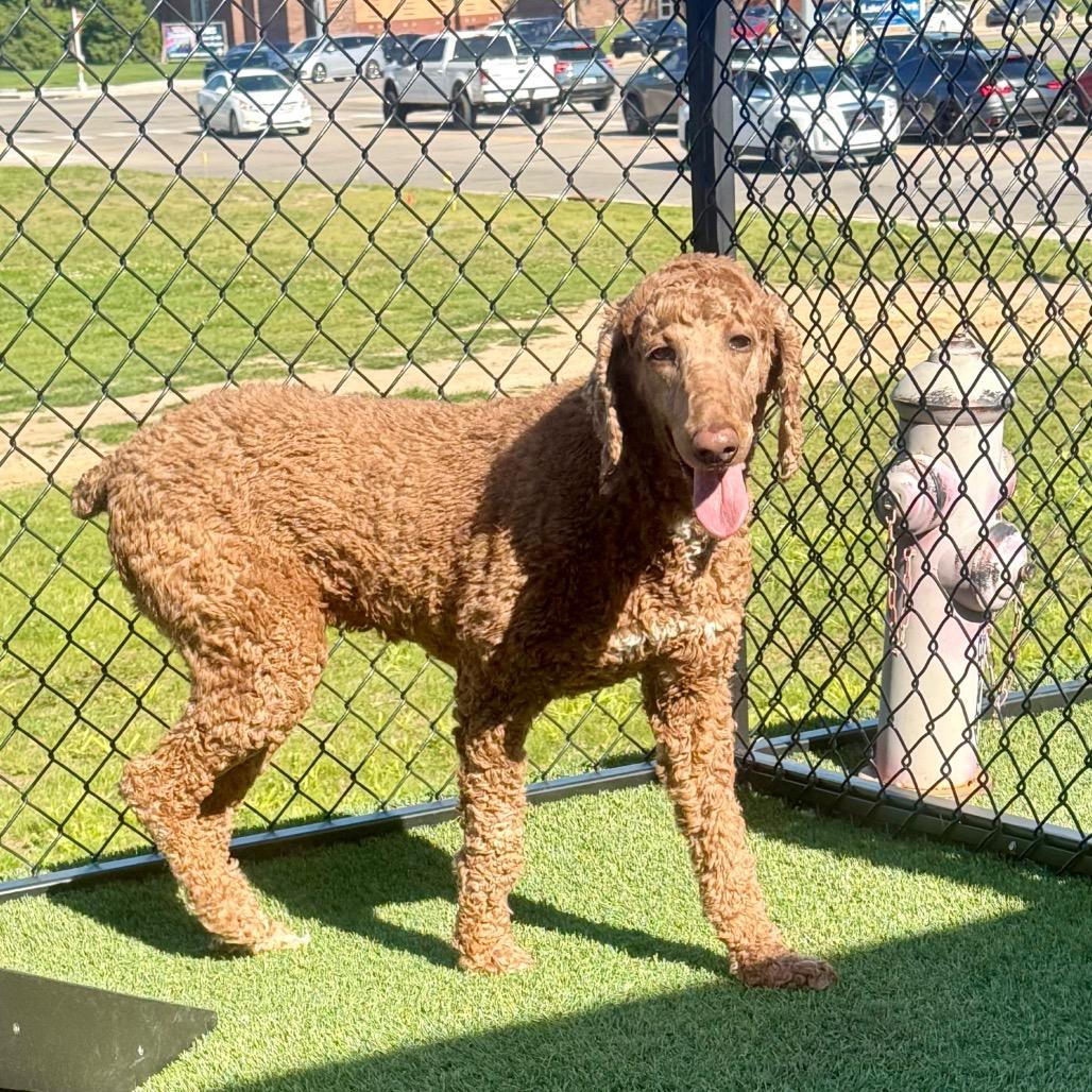 Autumn Sunset, ADOPTABLE, Adult Female Standard Poodle.