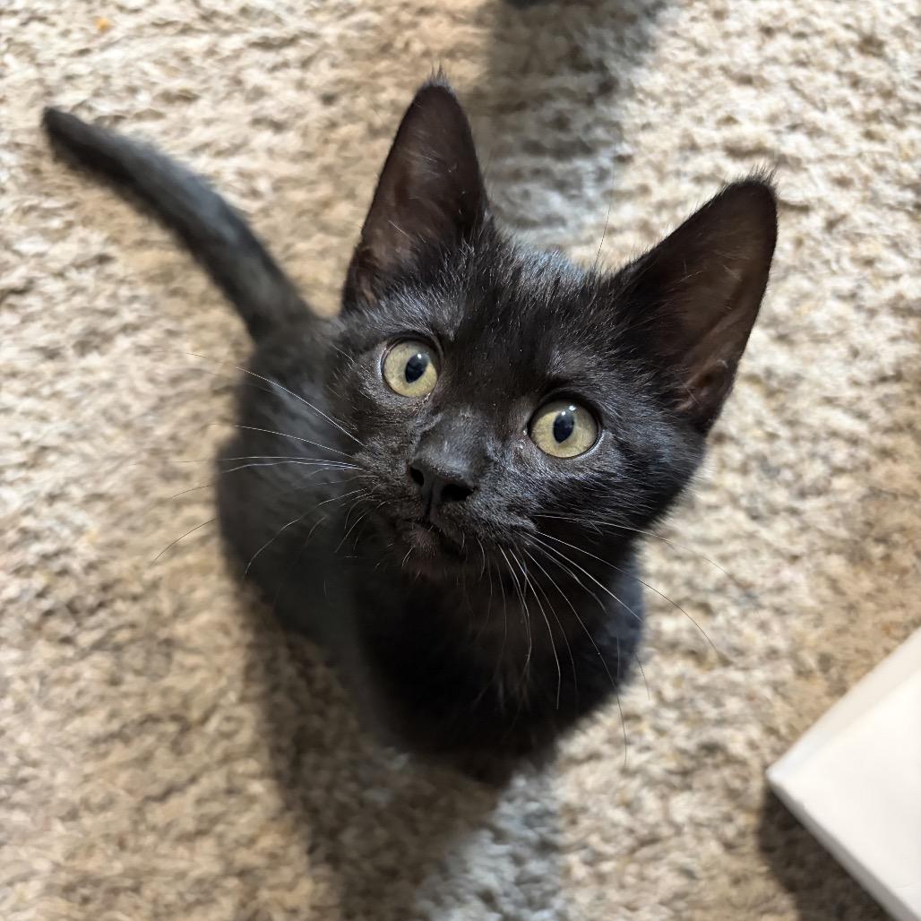 Chevy, Adoptable, Kitten Female Domestic Short Hair.