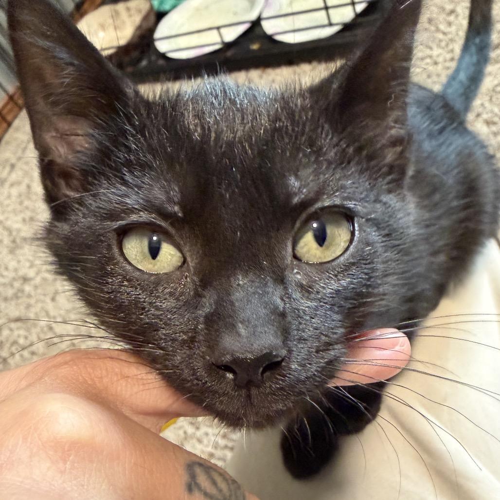 Enlarge Chevy, a Adoptable Domestic Short Hair in Spokane, WA image 2/4