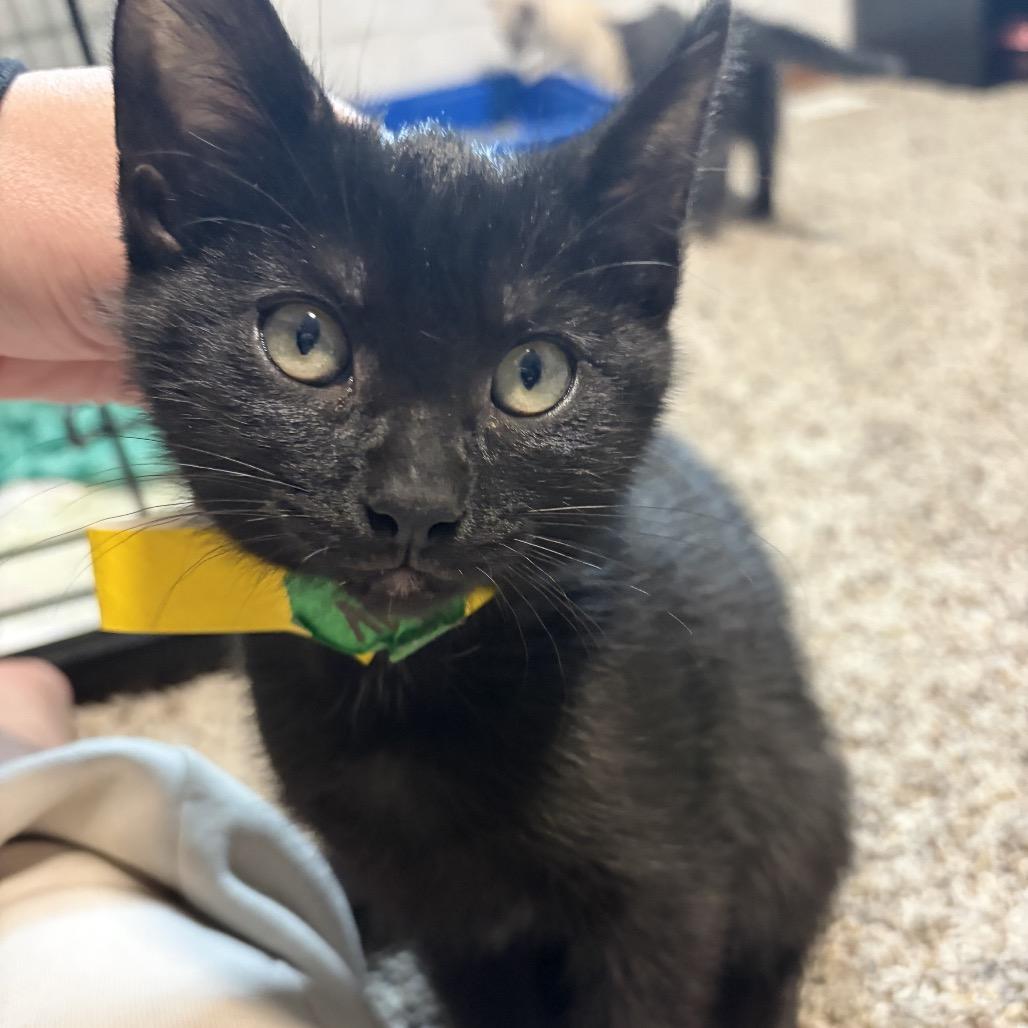 Enlarge Chevy, a Adoptable Domestic Short Hair in Spokane, WA image 3/4