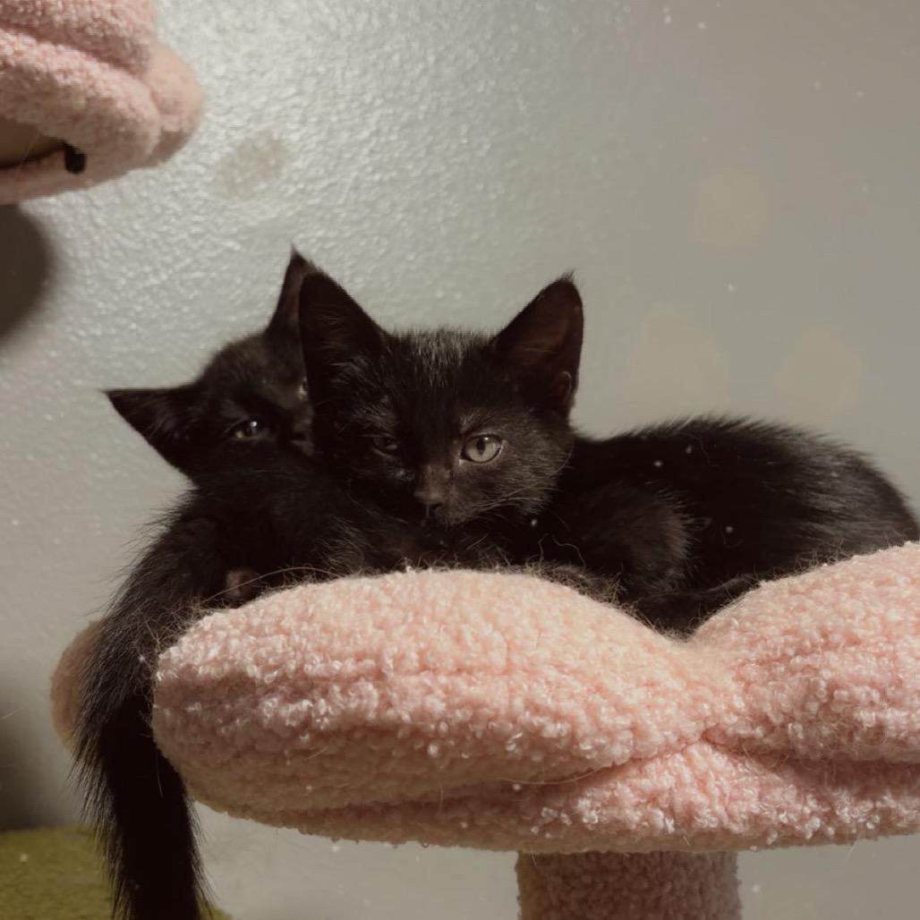Enlarge Chevy, a Adoptable Domestic Short Hair in Spokane, WA image 4/4