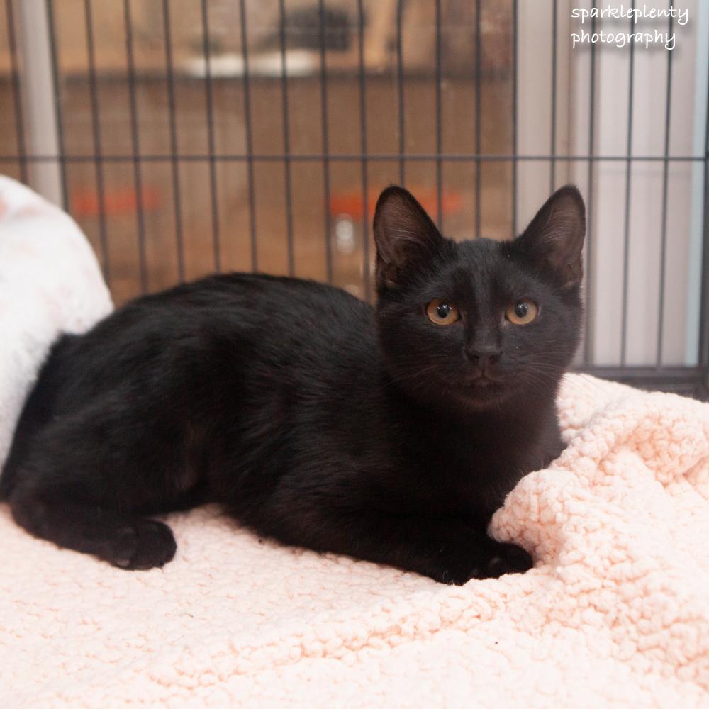 Enlarge Miss Waffles, an adopted Domestic Short Hair in Ridgefield, CT image 2/3