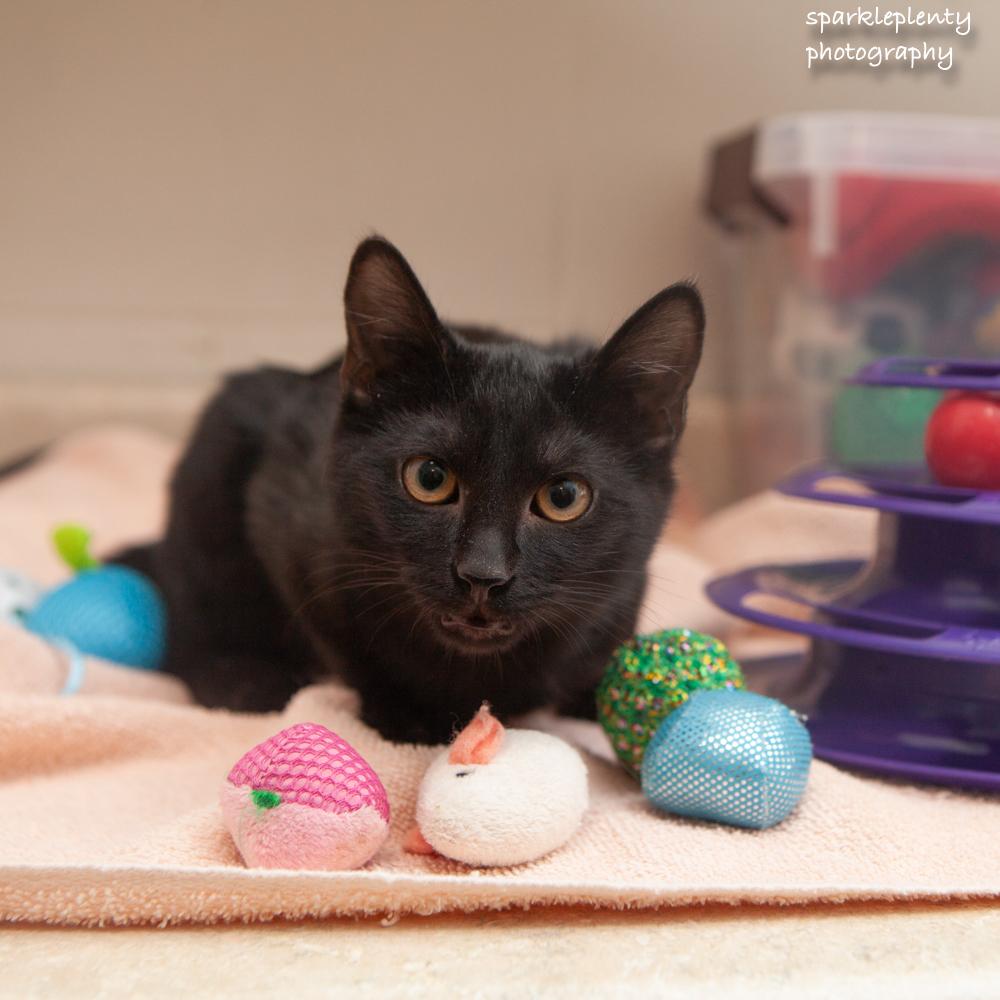 Enlarge Miss Waffles, an adopted Domestic Short Hair in Ridgefield, CT image 3/3