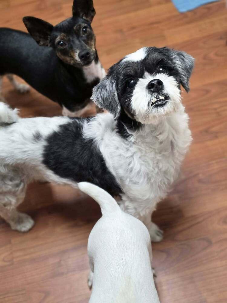 Buffy, Adoptable, Young Female Shih Tzu & Terrier.