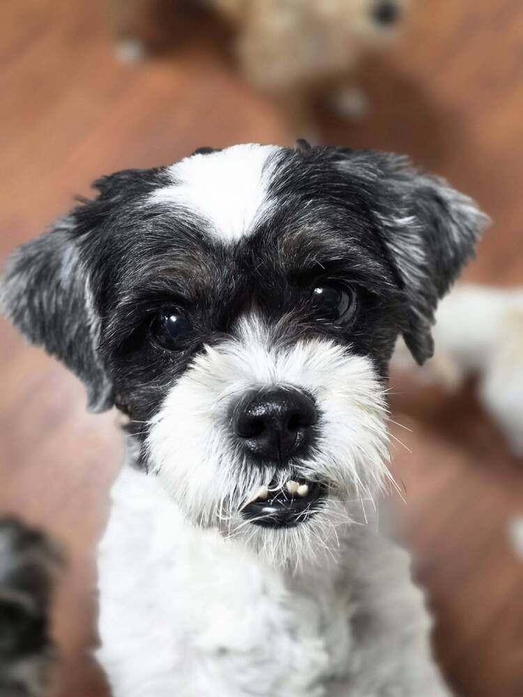 Enlarge Buffy, a Adoptable mixed breed in Chattanooga, TN image 2/2