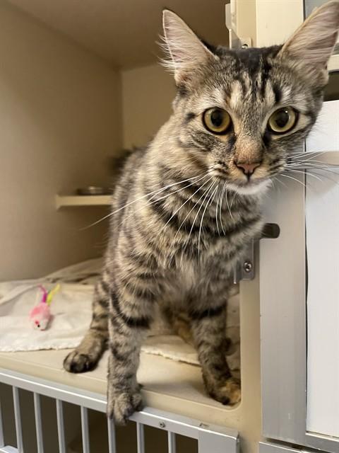 GOURD, Adoptable, Young Female Domestic Medium Hair.