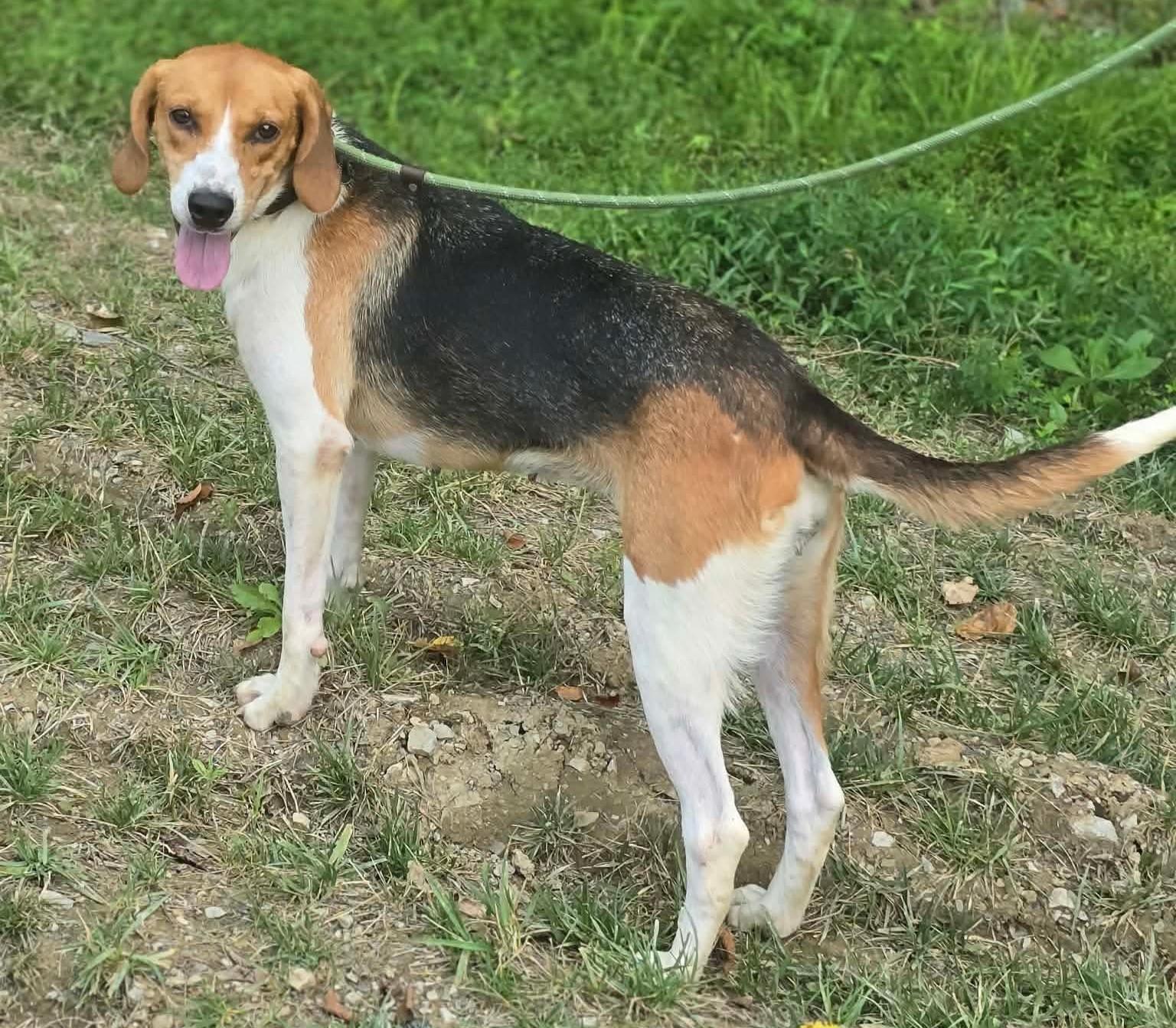 Enlarge Latte - Toy Crazy, a Adoptable American Foxhound in North Bay, ON image 2/6
