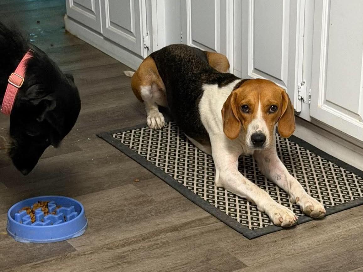 Enlarge Latte - Toy Crazy, a Adoptable American Foxhound in North Bay, ON image 1/6