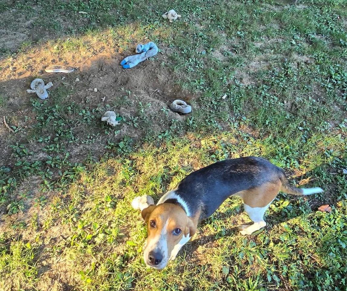 Enlarge Latte - Toy Crazy, a Adoptable American Foxhound in North Bay, ON image 5/6