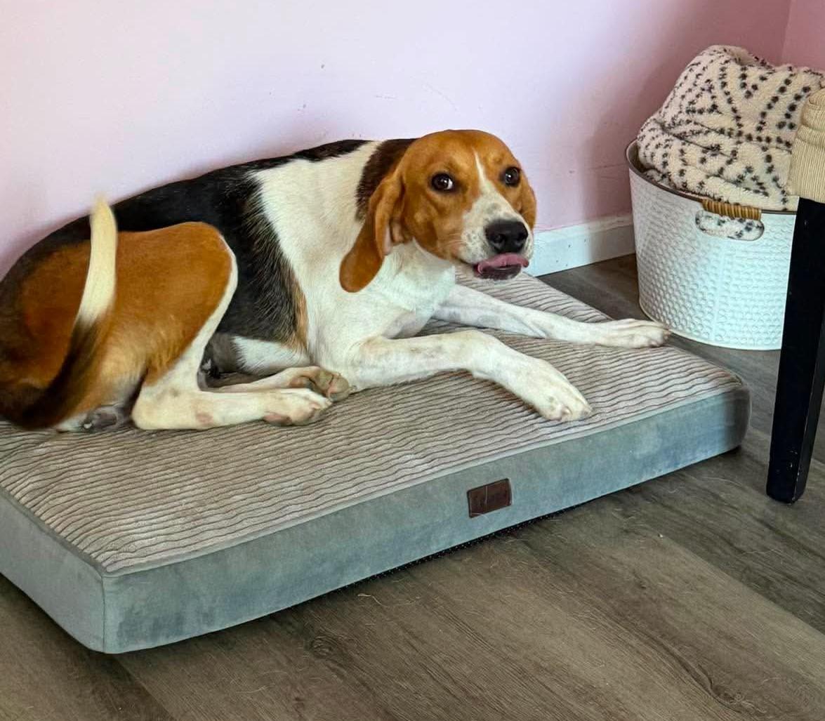 Enlarge Latte - Toy Crazy, a Adoptable American Foxhound in North Bay, ON image 4/6
