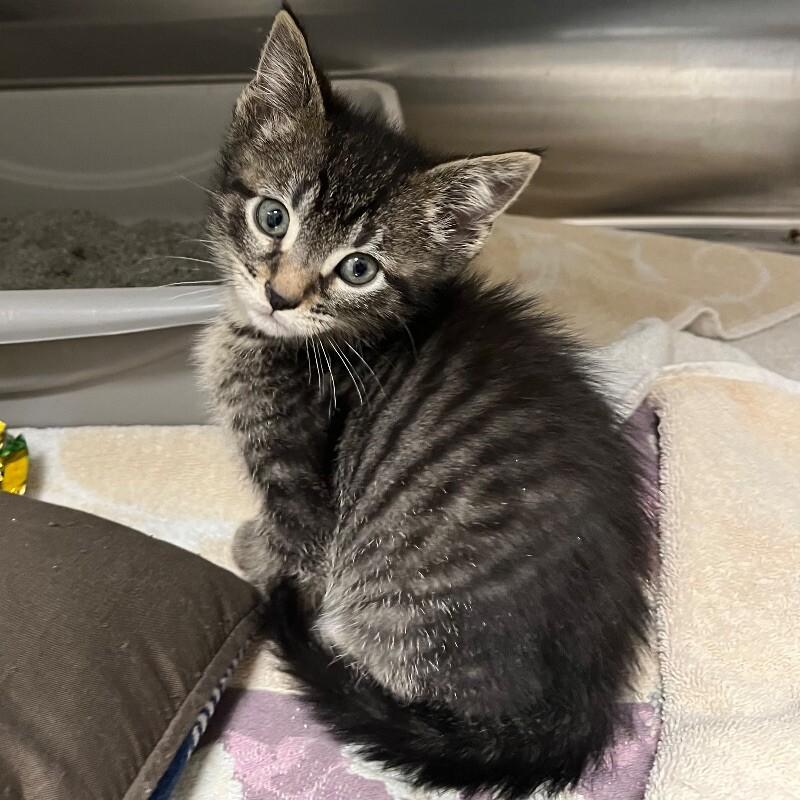 Pringle, Adoptable, Young Male Domestic Short Hair.