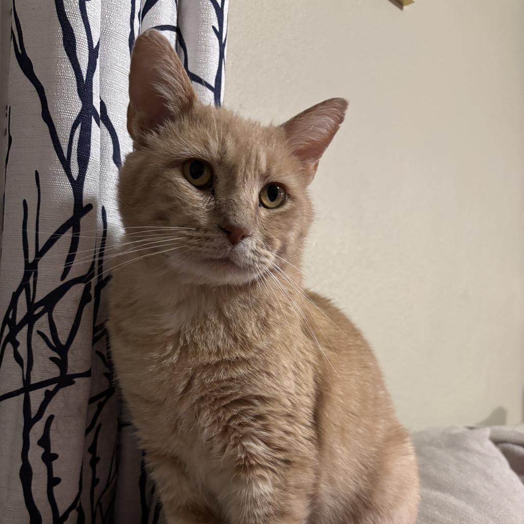 Mysterio-C, Adoptable, Adult Male Domestic Short Hair.