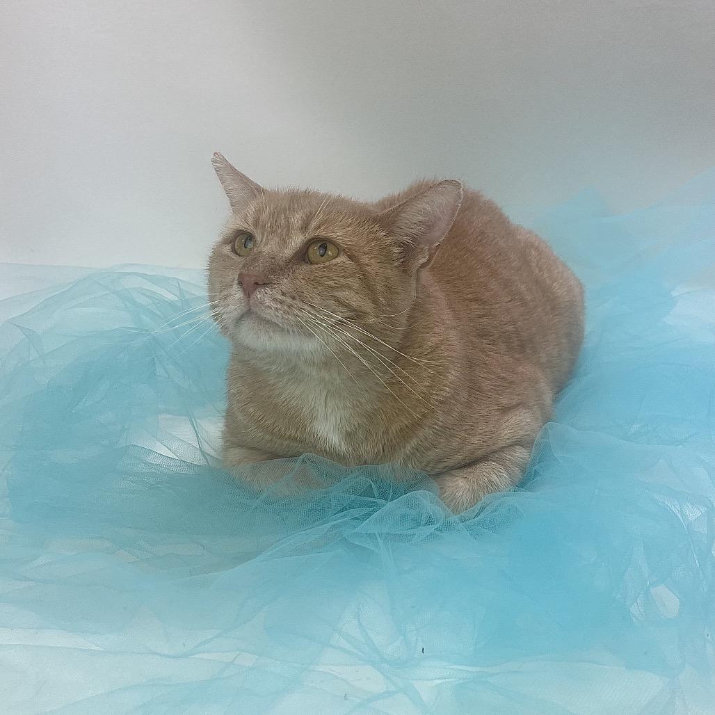 Mysterio-C, Adoptable, Adult Male Domestic Short Hair.