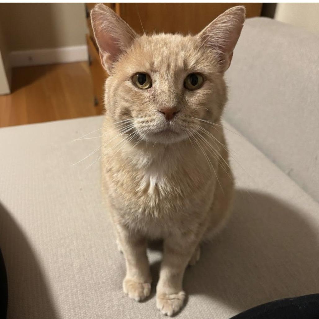 Mysterio-C, a Adoptable Domestic Short Hair in East Saint Louis, IL image 2/6