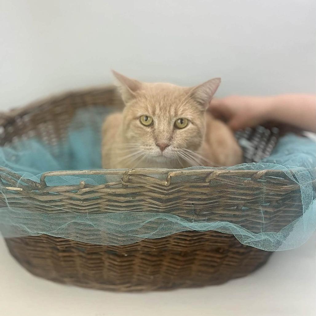 Enlarge Mysterio-C, a Adoptable Domestic Short Hair in East Saint Louis, IL image 4/6