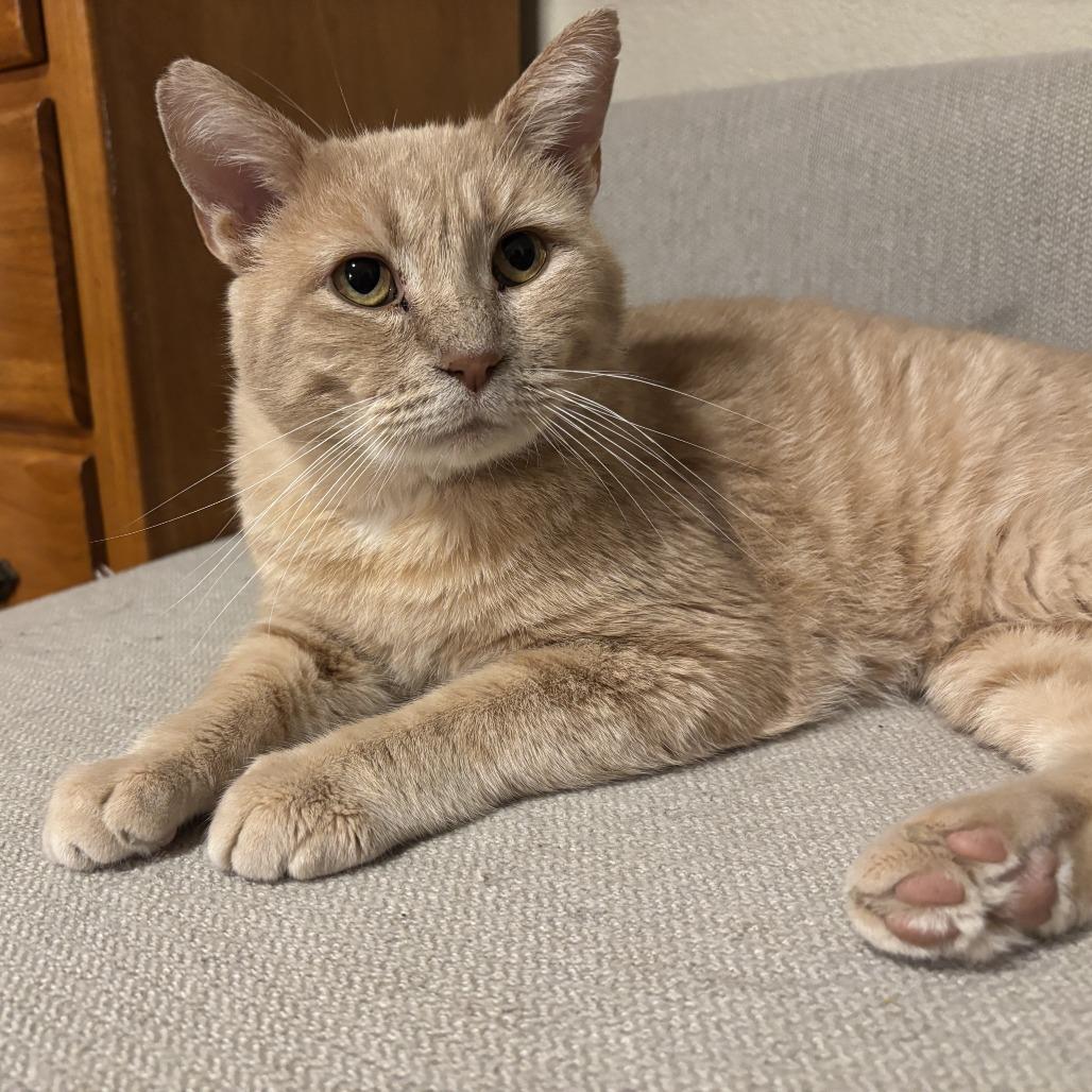 Mysterio-C, a Adoptable Domestic Short Hair in East Saint Louis, IL image 5/6