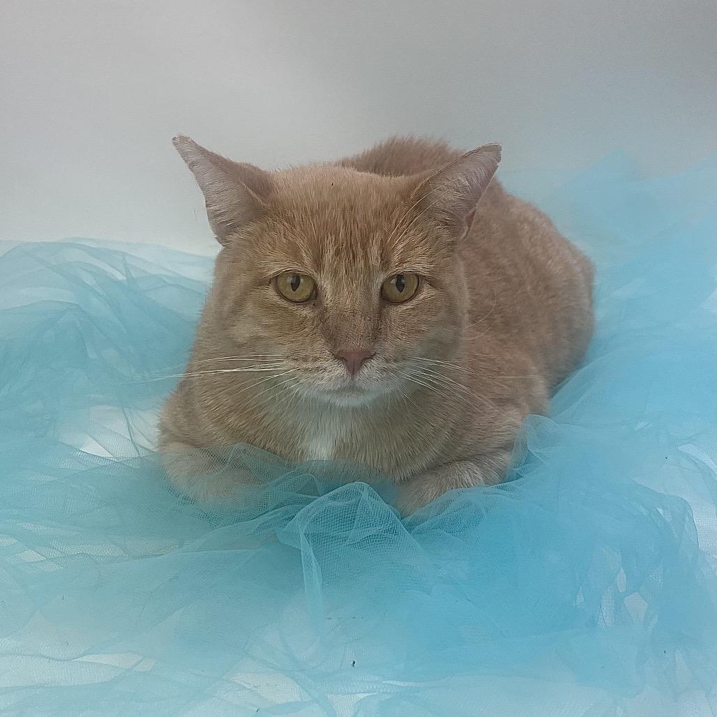 Enlarge Mysterio-C (Sponsored), a Adoptable Domestic Short Hair in East Saint Louis, IL image 5/6